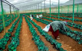Agricultural greenhouse
